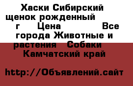 Хаски Сибирский (щенок рожденный 20.03.2017г.) › Цена ­ 25 000 - Все города Животные и растения » Собаки   . Камчатский край